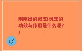 刚刚出的灵芝(灵芝的功效与作用是什么呢？)