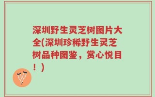 深圳野生灵芝树图片大全(深圳珍稀野生灵芝树品种图鉴，赏心悦目！)