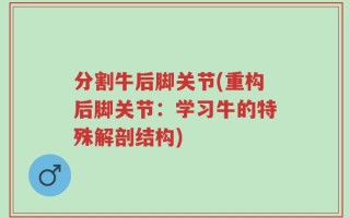 分割牛后脚关节(重构后脚关节：学习牛的特殊解剖结构)