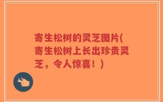 寄生松树的灵芝图片(寄生松树上长出珍贵灵芝，令人惊喜！)