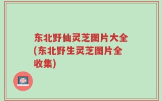 东北野仙灵芝图片大全(东北野生灵芝图片全收集)