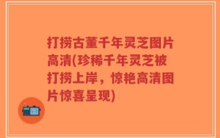 打捞古董千年灵芝图片高清(珍稀千年灵芝被打捞上岸，惊艳高清图片惊喜呈现)
