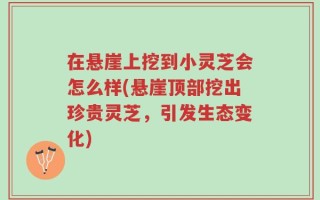 在悬崖上挖到小灵芝会怎么样(悬崖顶部挖出珍贵灵芝，引发生态变化)
