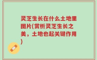 灵芝生长在什么土地里图片(赏析灵芝生长之美，土地也起关键作用)