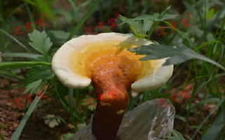 什么是椴木灵芝孢子粉？质量会更好吗？