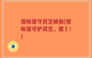 搭帐篷守灵芝被偷(搭帐篷守护灵芝，遭竊！)