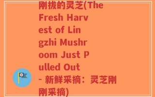 刚拔的灵芝(The Fresh Harvest of Lingzhi Mushroom Just Pulled Out - 新鲜采摘：灵芝刚刚采摘)