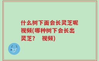 什么树下面会长灵芝呢视频(哪种树下会长出灵芝？  视频)