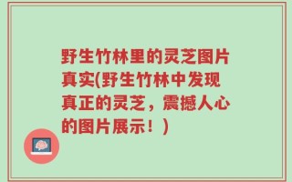 野生竹林里的灵芝图片真实(野生竹林中发现真正的灵芝，震撼人心的图片展示！)