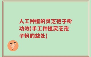 人工种植的灵芝孢子粉功效(手工种植灵芝孢子粉的益处)