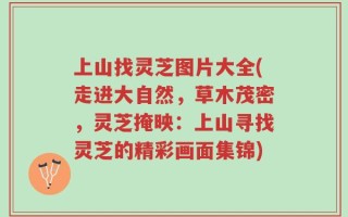 上山找灵芝图片大全(走进大自然，草木茂密，灵芝掩映：上山寻找灵芝的精彩画面集锦)