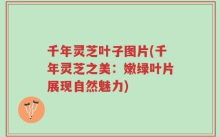 千年灵芝叶子图片(千年灵芝之美：嫩绿叶片展现自然魅力)