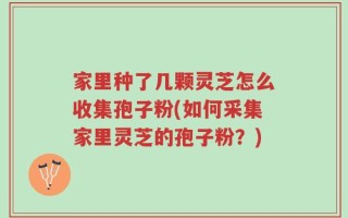家里种了几颗灵芝怎么收集孢子粉(如何采集家里灵芝的孢子粉？)