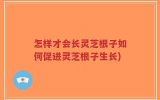 怎样才会长灵芝根子如何促进灵芝根子生长)