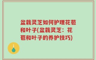 盆栽灵芝如何护理花苞和叶子(盆栽灵芝：花苞和叶子的养护技巧)