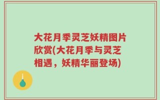 大花月季灵芝妖精图片欣赏(大花月季与灵芝相遇，妖精华丽登场)