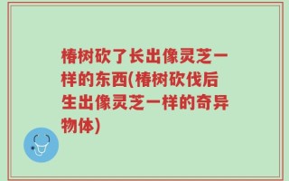 椿树砍了长出像灵芝一样的东西(椿树砍伐后生出像灵芝一样的奇异物体)