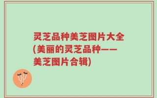 灵芝品种美芝图片大全(美丽的灵芝品种——美芝图片合辑)