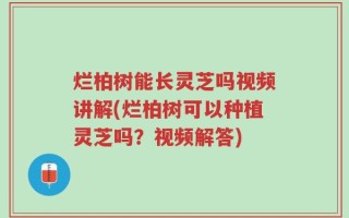 烂柏树能长灵芝吗视频讲解(烂柏树可以种植灵芝吗？视频解答)
