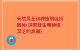 天然灵芝和种植的区别图片(探究野生和种植灵芝的异同)
