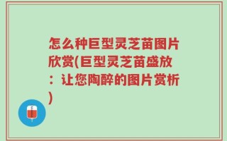怎么种巨型灵芝苗图片欣赏(巨型灵芝苗盛放：让您陶醉的图片赏析)