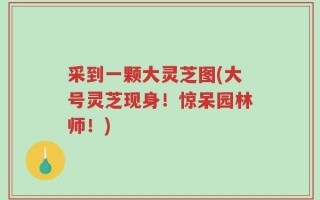 采到一颗大灵芝图(大号灵芝现身！惊呆园林师！)