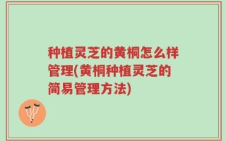 种植灵芝的黄桐怎么样管理(黄桐种植灵芝的简易管理方法)