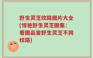 野生灵芝纹路图片大全(惊艳野生灵芝图集：看图品鉴野生灵芝不同纹路)