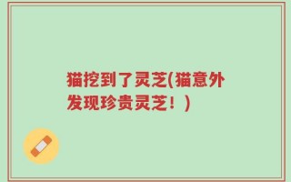 猫挖到了灵芝(猫意外发现珍贵灵芝！)