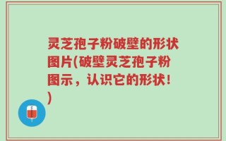 灵芝孢子粉破壁的形状图片(破壁灵芝孢子粉图示，认识它的形状！)
