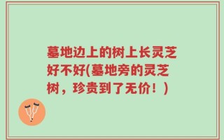 墓地边上的树上长灵芝好不好(墓地旁的灵芝树，珍贵到了无价！)