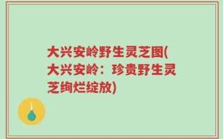 大兴安岭野生灵芝图(大兴安岭：珍贵野生灵芝绚烂绽放)