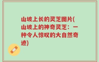 山坡上长的灵芝图片(山坡上的神奇灵芝：一种令人惊叹的大自然奇迹)