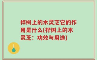 桦树上的木灵芝它的作用是什么(桦树上的木灵芝：功效与用途)