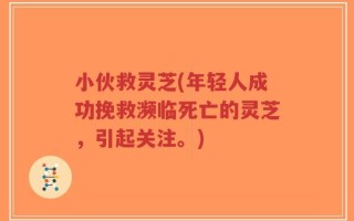 小伙救灵芝(年轻人成功挽救濒临死亡的灵芝，引起关注。)