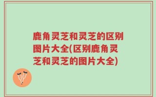 鹿角灵芝和灵芝的区别图片大全(区别鹿角灵芝和灵芝的图片大全)