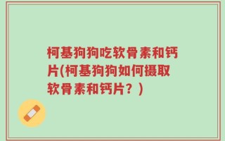 柯基狗狗吃软骨素和钙片(柯基狗狗如何摄取软骨素和钙片？)