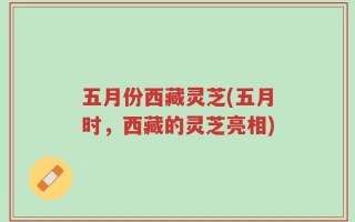 五月份西藏灵芝(五月时，西藏的灵芝亮相)