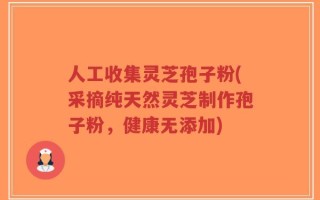 人工收集灵芝孢子粉(采摘纯天然灵芝制作孢子粉，健康无添加)