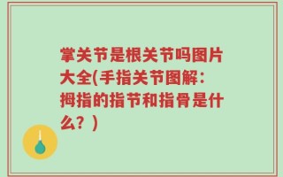 掌关节是根关节吗图片大全(手指关节图解：拇指的指节和指骨是什么？)