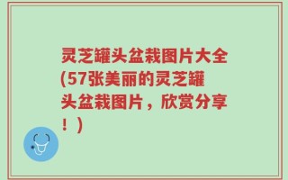 灵芝罐头盆栽图片大全(57张美丽的灵芝罐头盆栽图片，欣赏分享！)