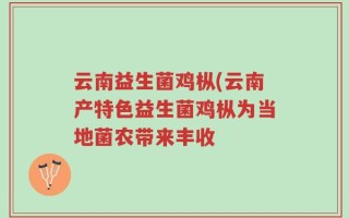 云南益生菌鸡枞(云南产特色益生菌鸡枞为当地菌农带来丰收