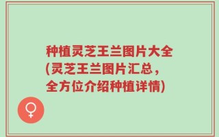 种植灵芝王兰图片大全(灵芝王兰图片汇总，全方位介绍种植详情)