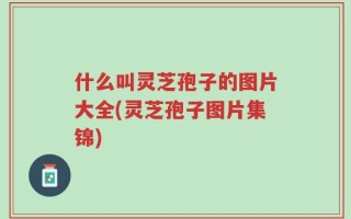 什么叫灵芝孢子的图片大全(灵芝孢子图片集锦)