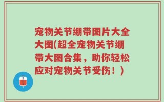 宠物关节绷带图片大全大图(超全宠物关节绷带大图合集，助你轻松应对宠物关节受伤！)