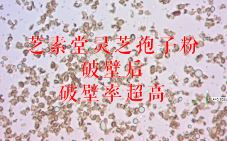 灵芝孢子粉需要破壁吗？如何选择破壁灵芝孢子粉？