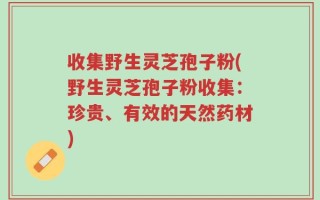 收集野生灵芝孢子粉(野生灵芝孢子粉收集：珍贵、有效的天然药材)