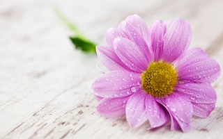 女人长期吃灵芝孢子粉会给身体带来哪些变化