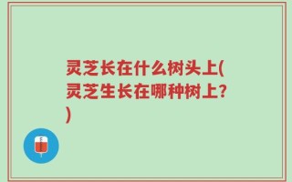 灵芝长在什么树头上(灵芝生长在哪种树上？)