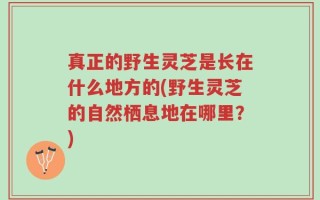 真正的野生灵芝是长在什么地方的(野生灵芝的自然栖息地在哪里？)
